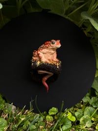 Image 2 of Toad and worm wall sculpture