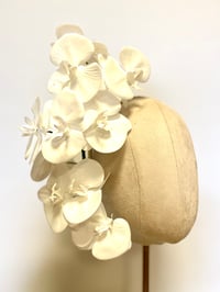 Image 2 of White orchids 