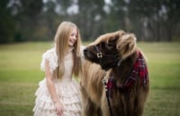 Image 5 of Scottish Highland Cow OR cute baby cow photo shoot 