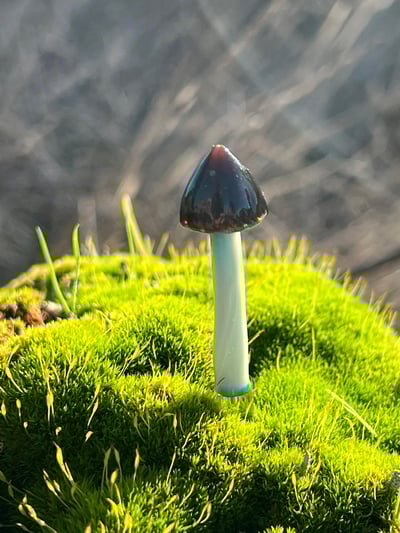 Image of Blue Staining Mushroom Plant Spike 4