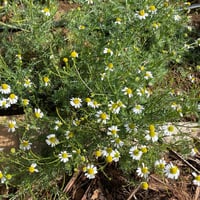 Image 3 of Chamomile 