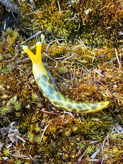 Image of Yellow and Green Boro Slug