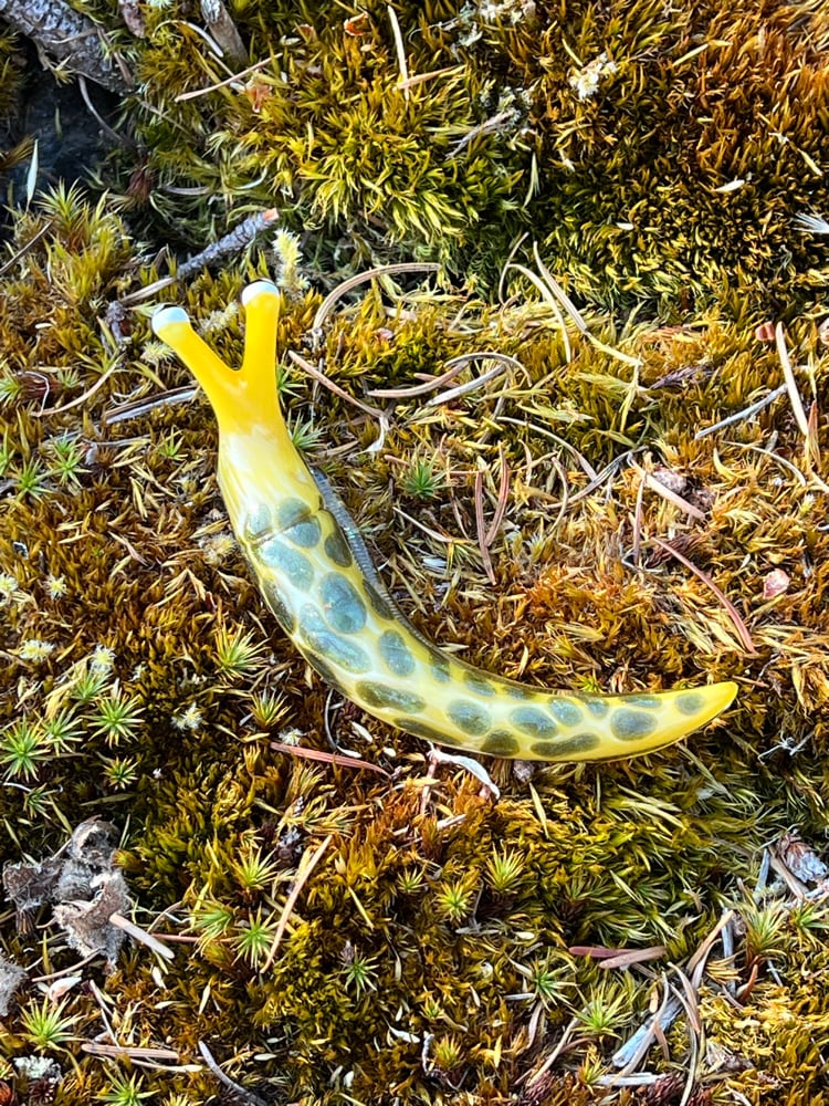 Image of Yellow and Green Boro Slug