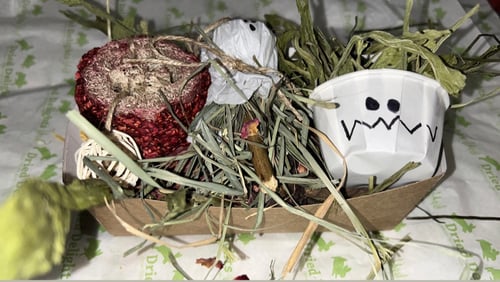 Image of Halloween Mini enrichment toy tray