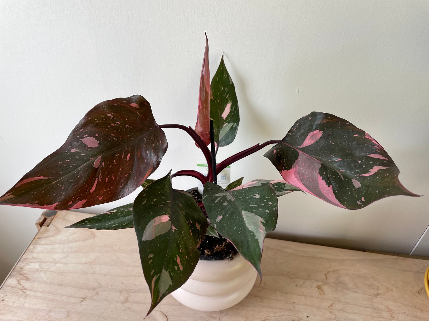 Image of Philodendron pink princess