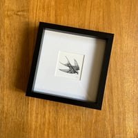 Framed Swallowtail Giclee Print
