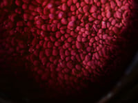 Image 18 of Crimson Oracle Snaggletooth Pendant OOAK