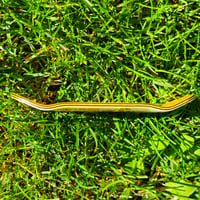 Image 4 of 34mm Street(King Mold) "Holy Anubis" Real Wear Graphic