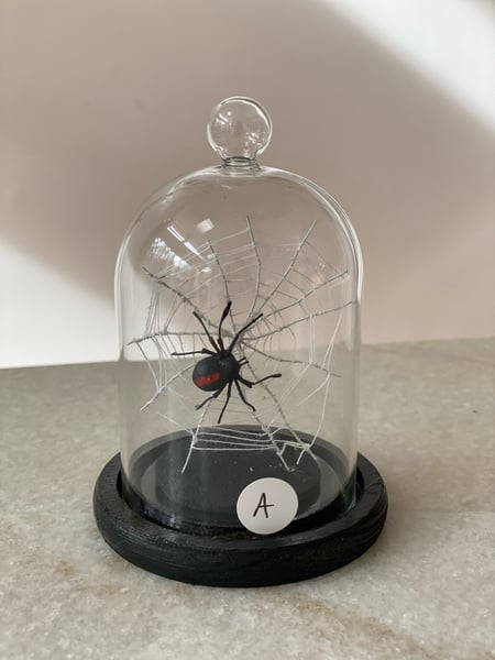 Image of Redback spider and web A faux taxidermy 