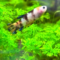 Image of Monkey Face Multicolour Koi Female Plakat