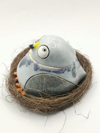 Image 4 of Pigeon 5