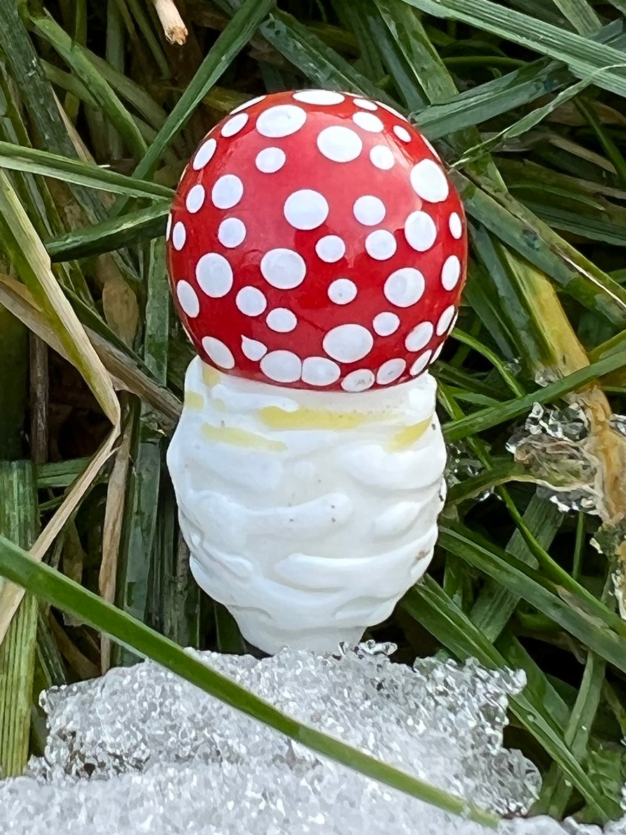 Image of Amanita Muscaria Button Plant Spike 