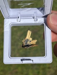 Image 10 of Golden Rutile & Hematite Star Specimen|Brazil #2932