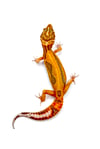 Bold Stripe High Contrast Tangerine (Tremper) B2-06