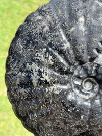 Image 3 of Large Black Ammonite Fossil With Pyrite | Madagascar #2699