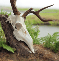 Image 2 of Buck Skull ( Craft  Grade ) 
