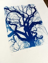 Image 2 of Cyanotype "Hiver"
