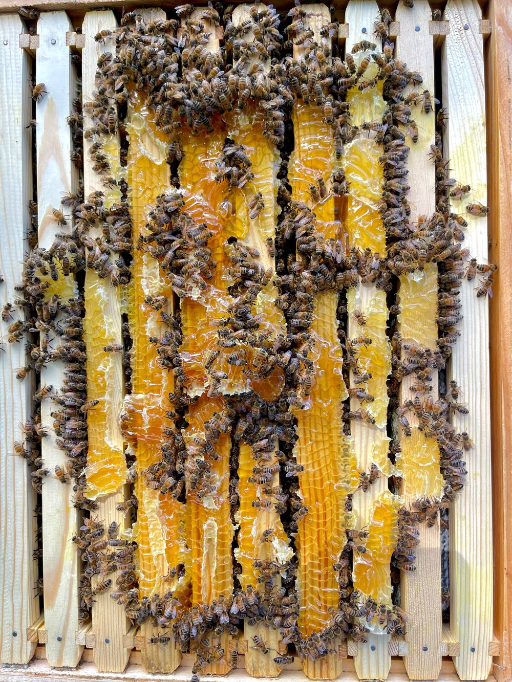 Image of 3oz Raw Honeycomb Jar