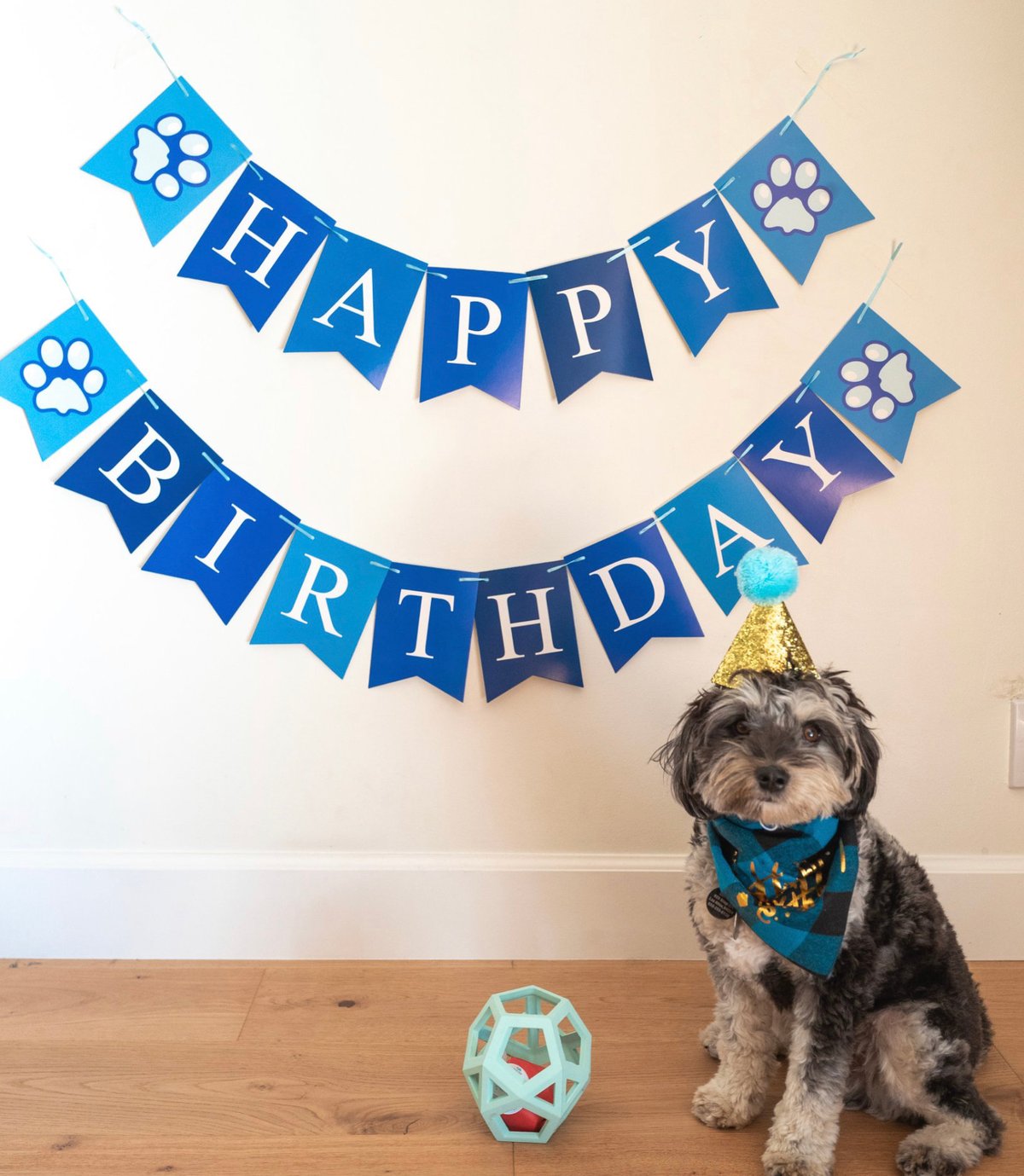 Image of YOLOpups Birthday Edition 