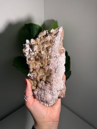 Image 1 of XL SUGARY DOG TOOTH CALCITE -MEXICO- B