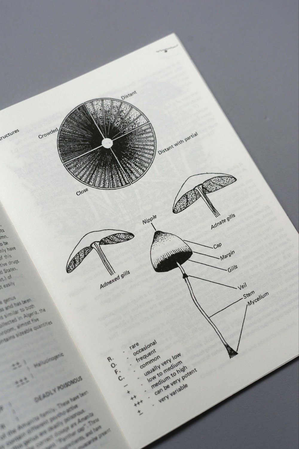 A guide to British psilocybin mushrooms 