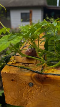 Image 4 of Cocoa swirl piggy