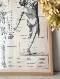 Image 2 of Planche d’anatomie encadrée - Homme