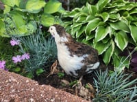 Image 1 of Jumbo Coturnix 