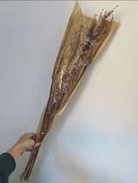 Image 3 of Brown pampas 