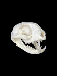 Image 2 of adult feral cat skull