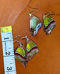 Image 3 of Regal Hairstreak Hindwings - Underside