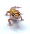 Giant White & Yellow High Contrast Tangerine (Tremper) H-37