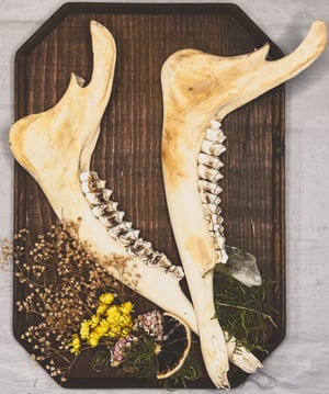 Image of Double Deer Jaw Hanger Brown