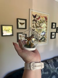 Image 1 of Yellow Bands Underwing Mini Dome