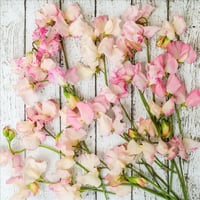 Image 3 of Sweet Pea Honeybee Glycerin Body Bar