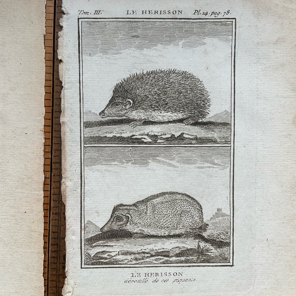 Image of French Animal Engravings set no.3