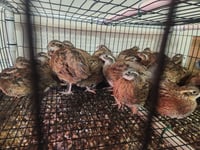 Image 2 of Georgia Giant Hatching Eggs 