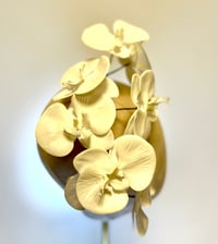 Image 3 of White orchids