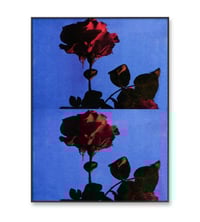 Image 6 of PICK ROSES AT NIGHT I