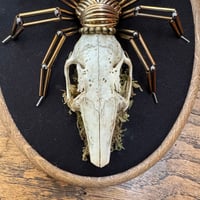 Image 2 of Rabbit skill spider (a, 5x7 inches)