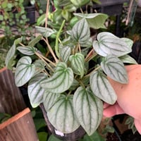 Peperomia Frost