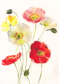 Icelandic poppies