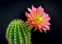 Image 1 of Cactus Bloom