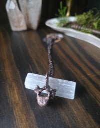 Image 2 of Porcupine vertebra