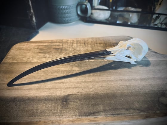 Image of British Curlew Skull