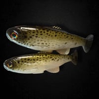 Image 4 of Roma Trout - Summer Trout