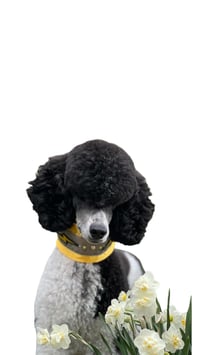 Custom Poodle collars 