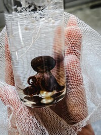 Image 2 of Wet Specimen Baby Octopus