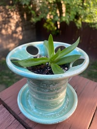 Image 2 of Campfire Plant in Blue 'Spindle'