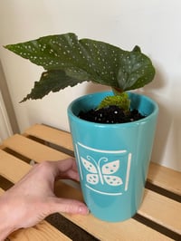 Image 1 of Angel Wing Begonia in Teal Butterfly Pot